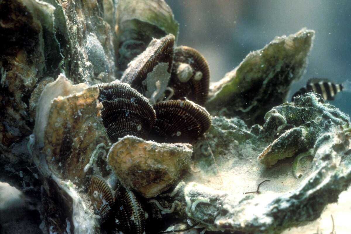 One oyster can filter up to 50 gallons of water a day, and a one-acre oyster farm can contain up to 750,000 of them.