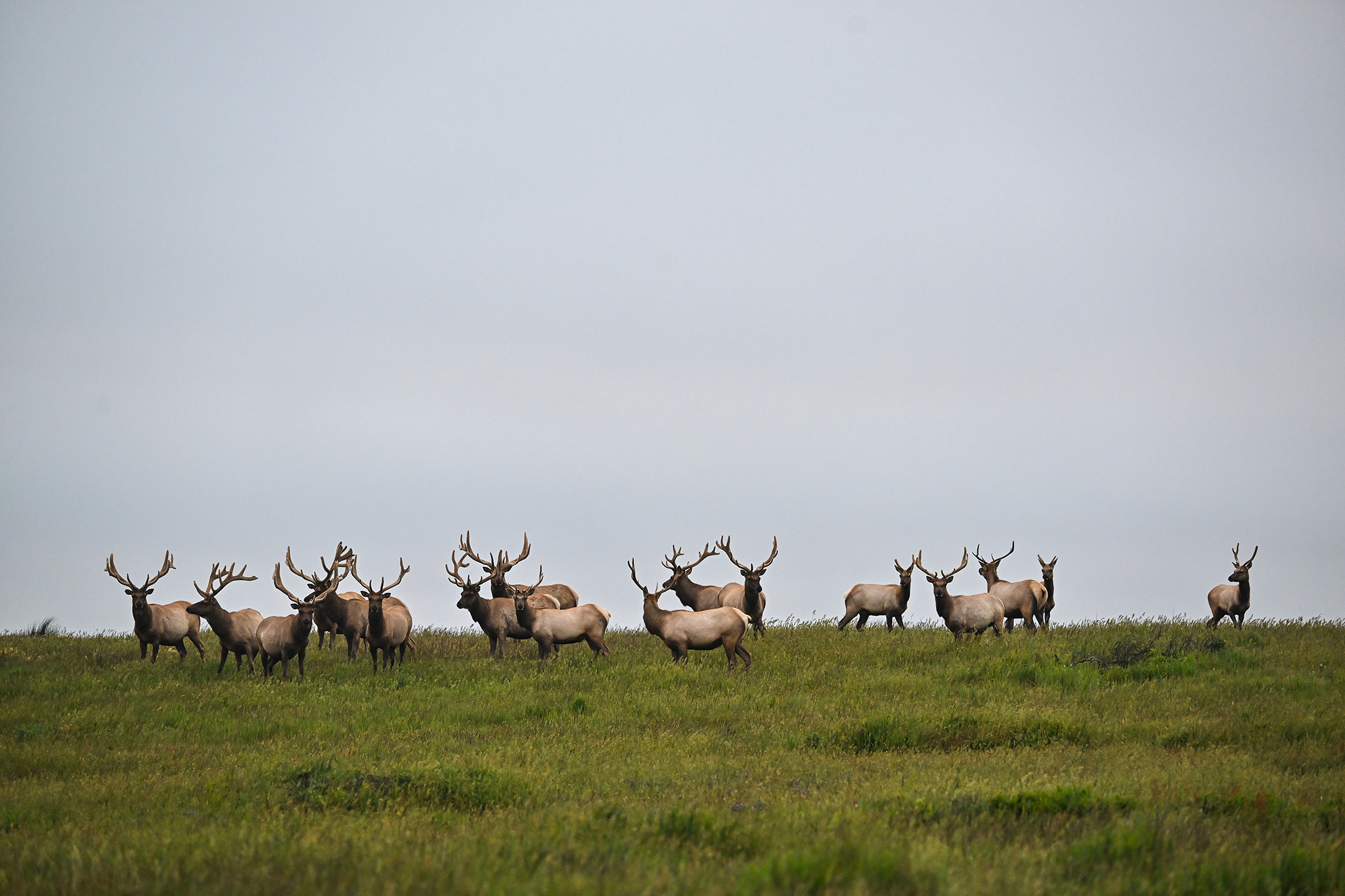 Point Reyes Ranching Settlement to end most ranching at Point Reyes National Seashore