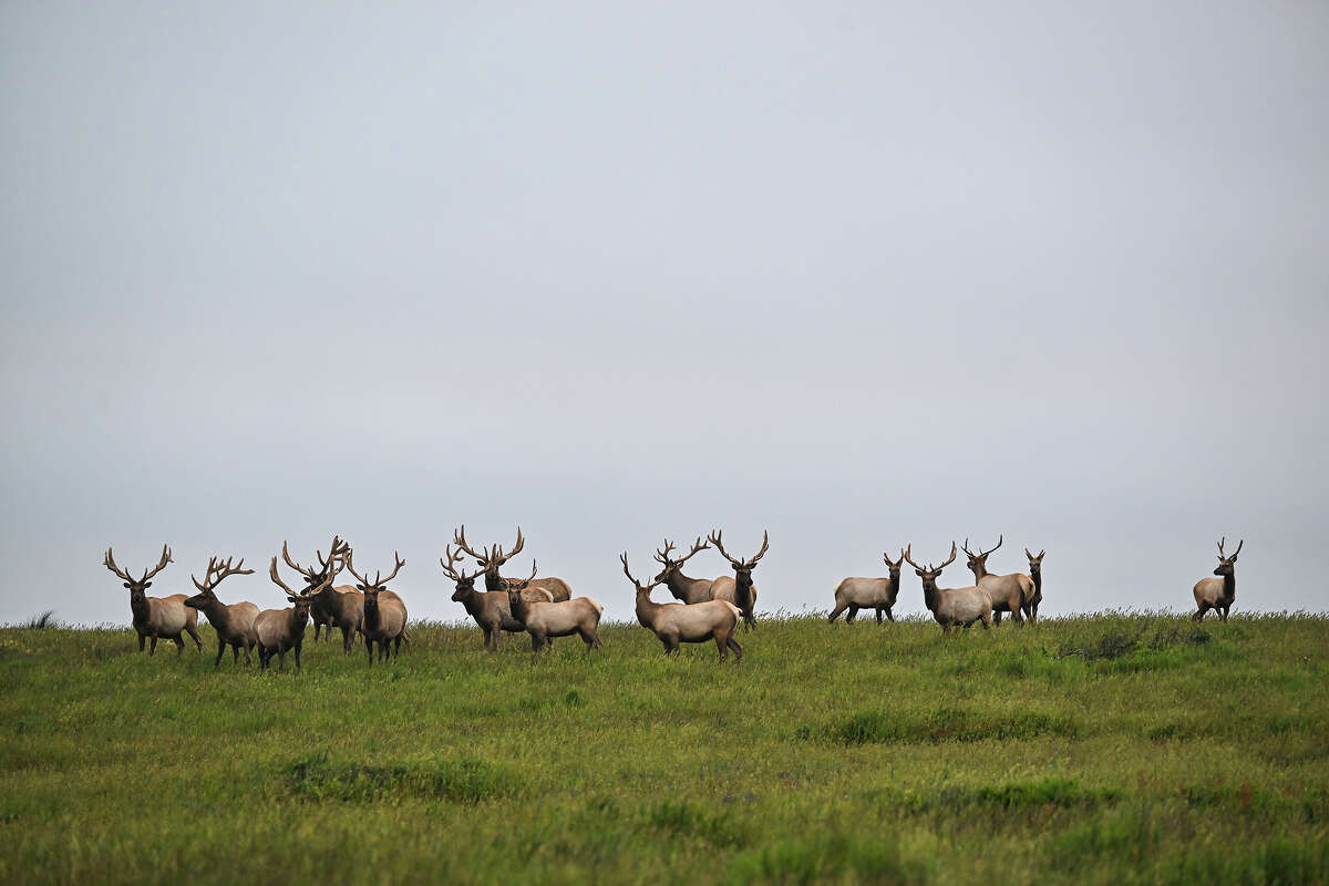 Tule elks (Cervus canadensis nannodes) are seen at Point Reyes National Seashore of Inverness in California, United States on May 31, 2023.