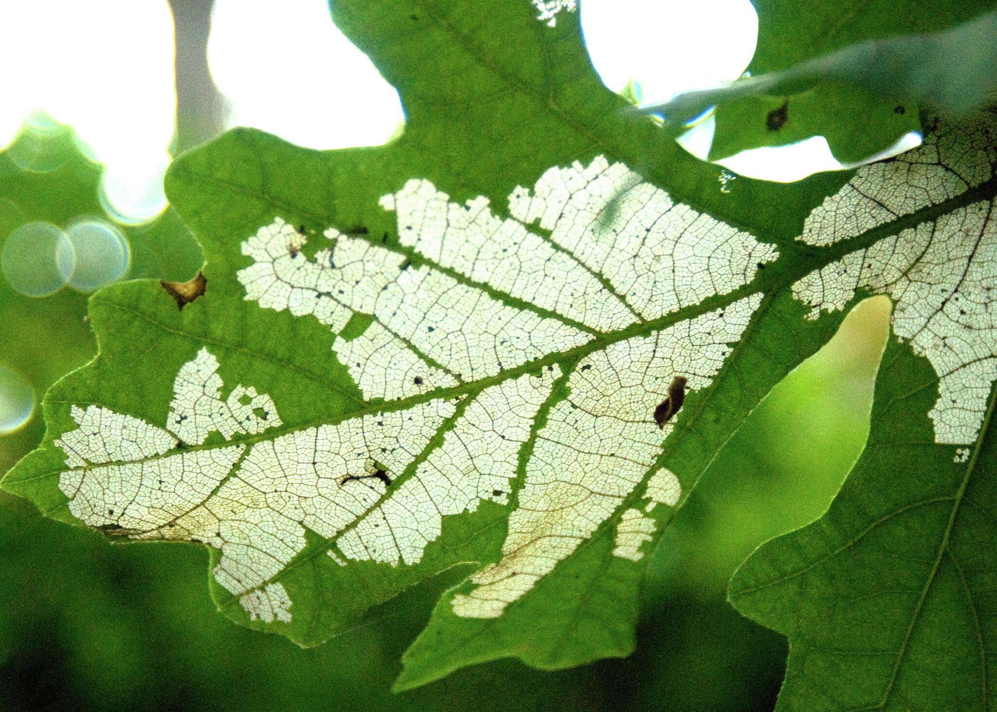 Squirrel credited for planting bur oak in homeowner's pot