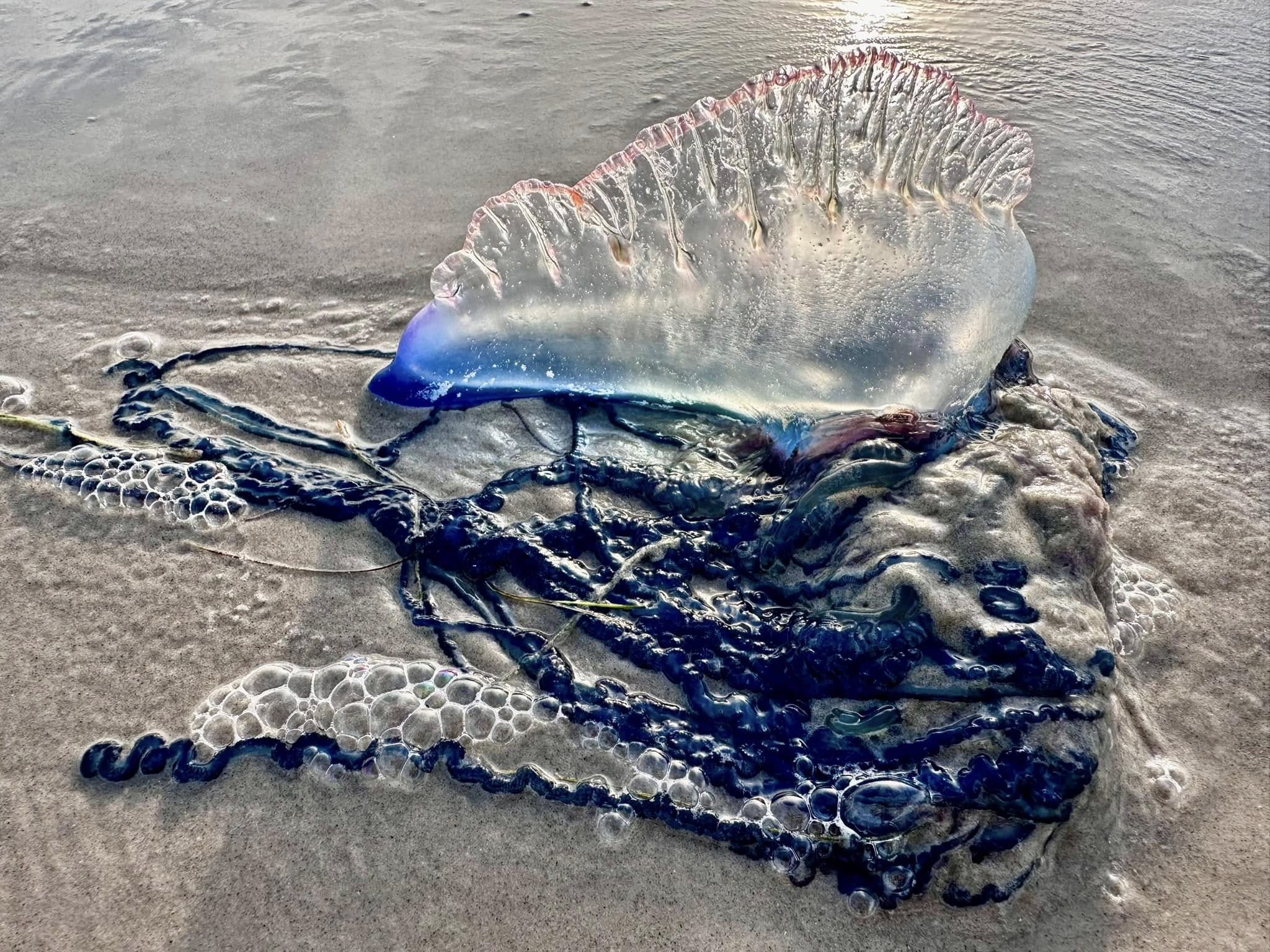 Portuguese Man Of War Sting Dog portuguese-man-of-war-sting-dog