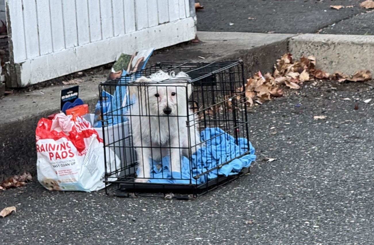 Group offers $5,000 reward after dog found abandoned in New Haven