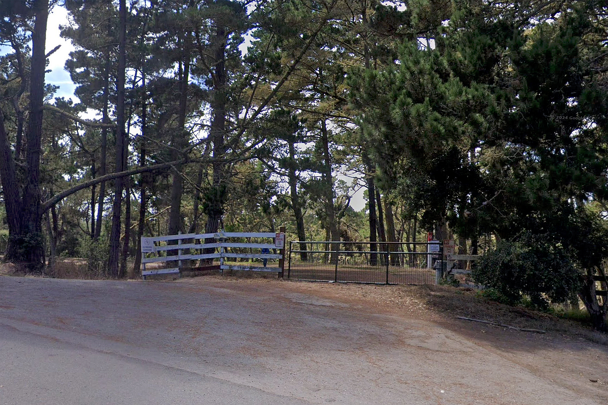 Disturbing Discovery: Woman Found Tied to Tree on Pebble Beach Trail, Authorities Investigate