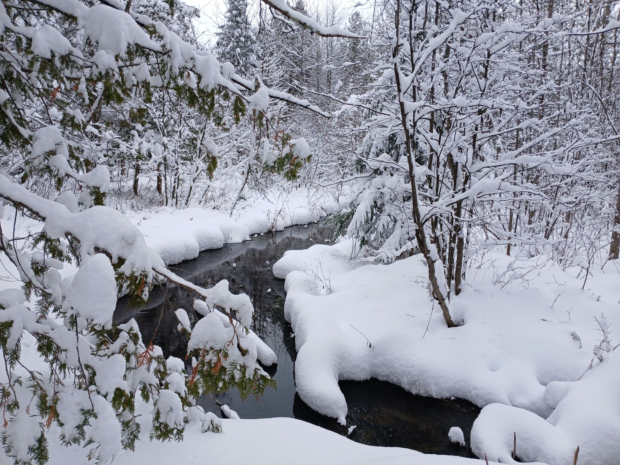 3 ways to bring nature indoors this holiday season