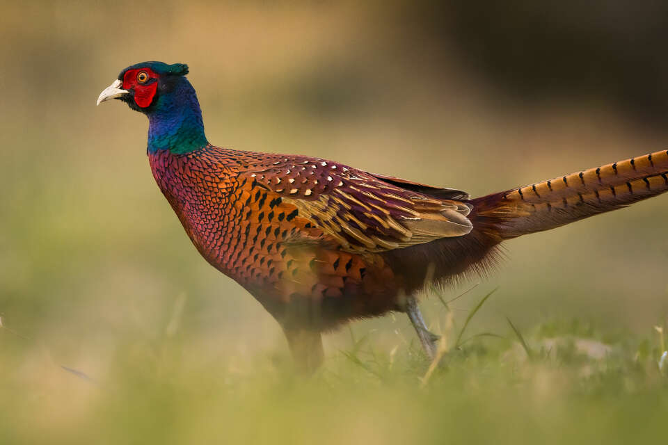 Michigan DNR wrapping up 2024 pheasant release in southern Michigan