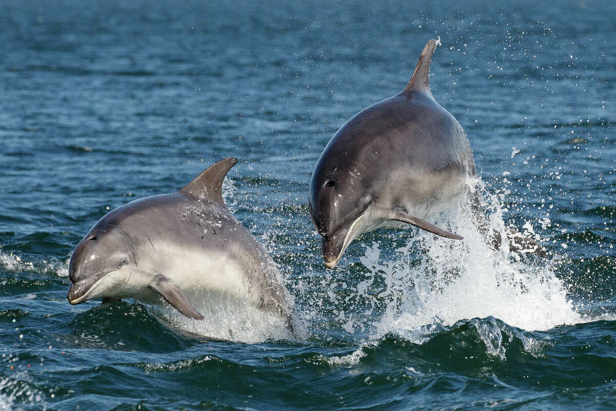 Fentanyl was decected in 30 Gulf of Mexico bottlenose dolphins in a recent study. 