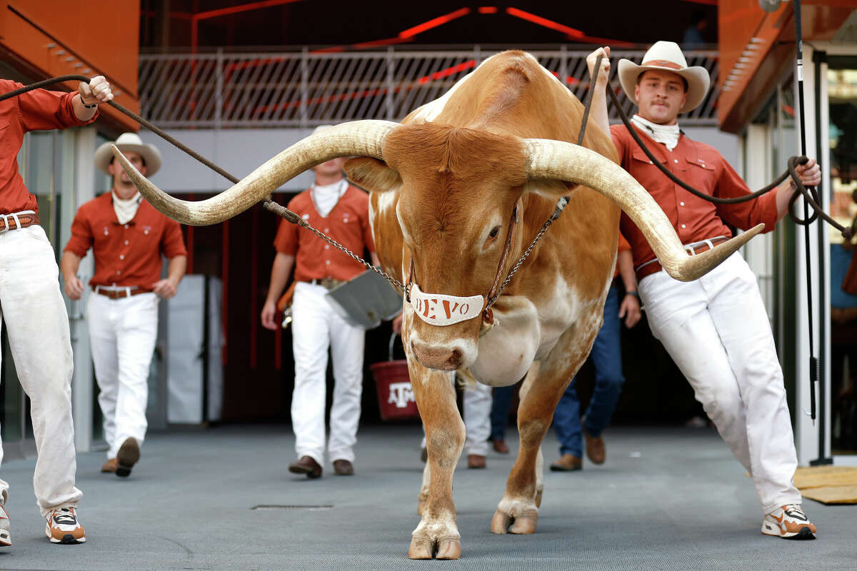 AUSTIN, TEXAS - OCTOBER 19: Texas Longhorns mascot Bevo is led onto the field prior to a game against the Georgia Bulldogs at Darrell K Royal-Texas Memorial Stadium on October 19, 2024 in Austin, Texas. (Photo by Tim Warner/Getty Images)