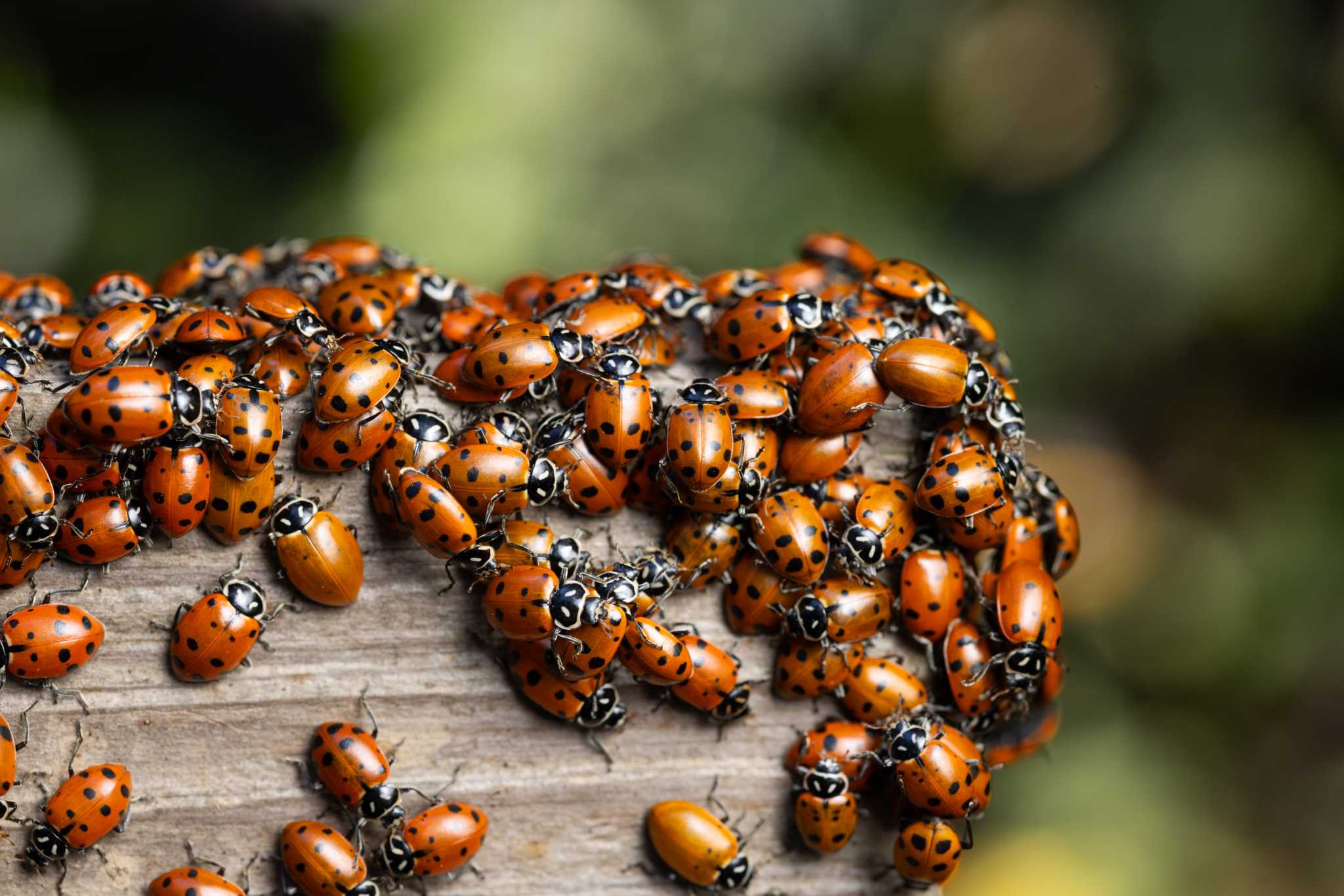 Thousands of ladybugs have descended on the East Bay hills. Here's why