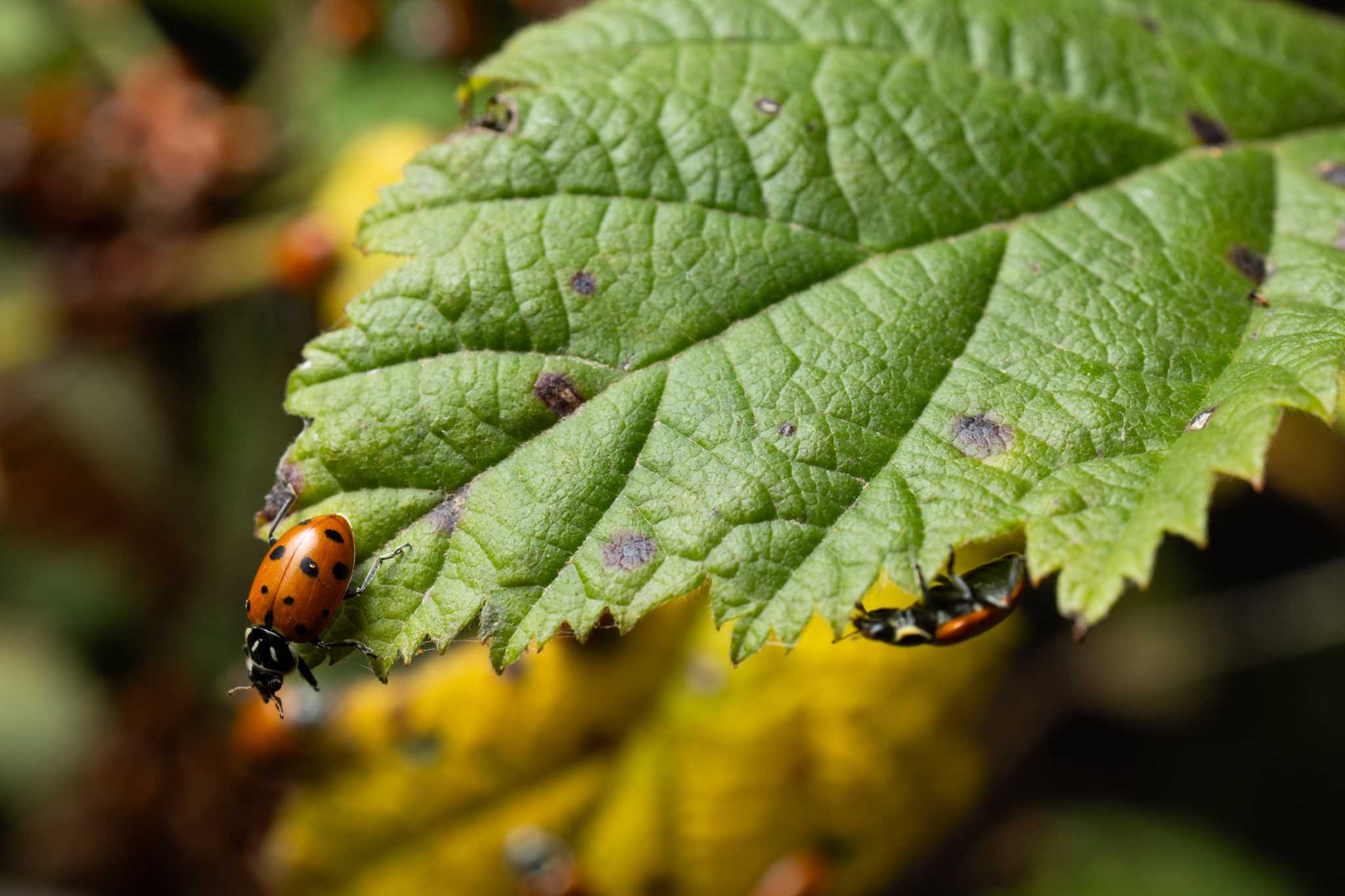 Northshorewoman Ladybug Cluster Ladybugs Descend On Bay Area Park, And