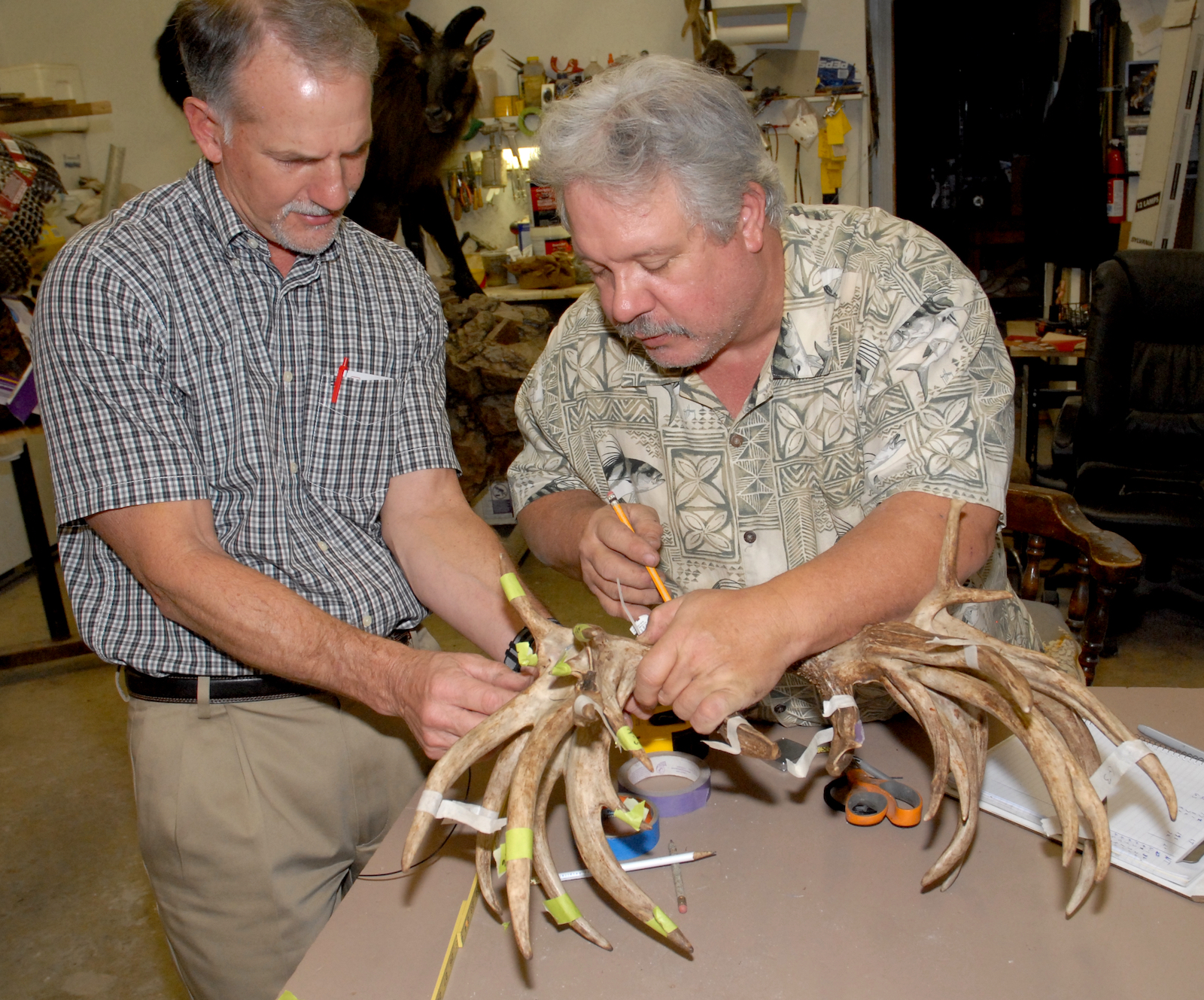 Expert gives a crash course on the scoring system for deer antlers
