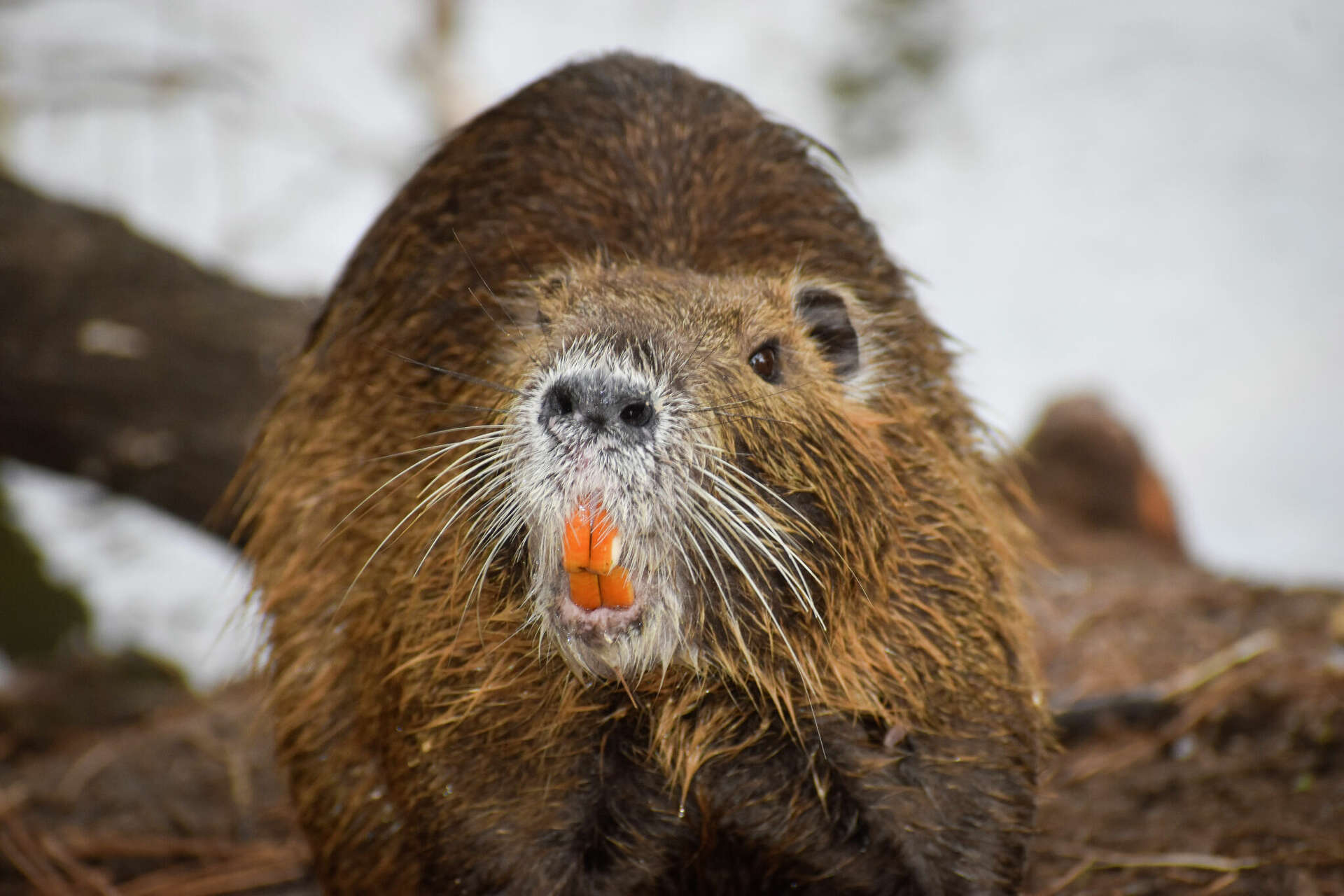 Invasive river rats emerge in more Houston suburbs