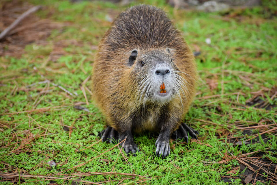 Invasive river rats emerge in more Houston suburbs