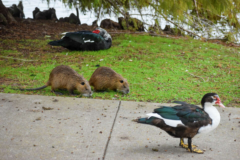 Invasive river rats emerge in more Houston suburbs