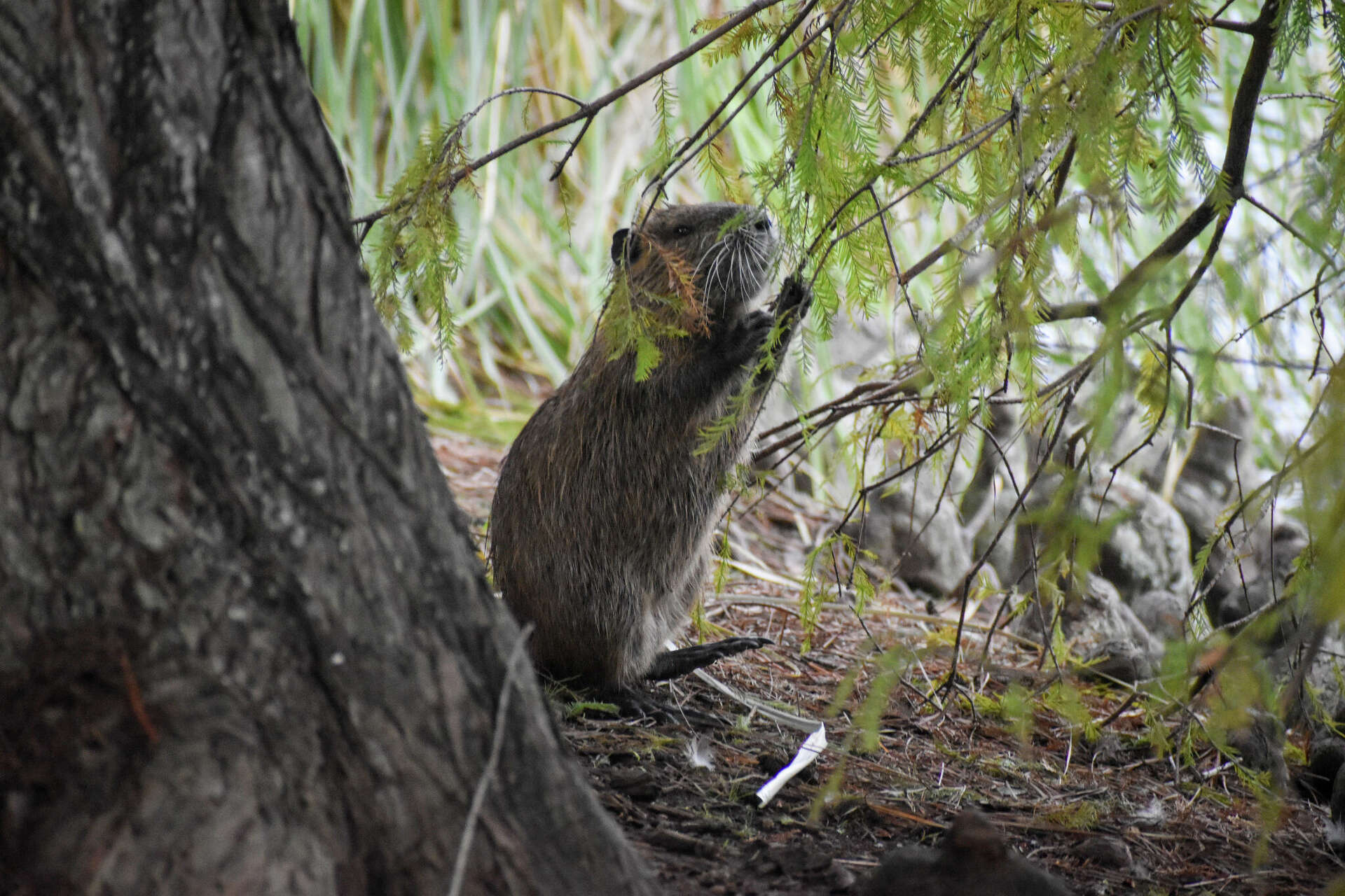 Invasive river rats emerge in more Houston suburbs