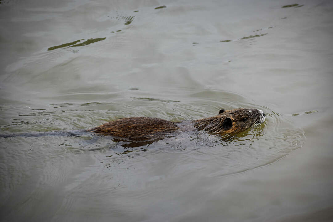 Invasive river rats emerge in more Houston suburbs