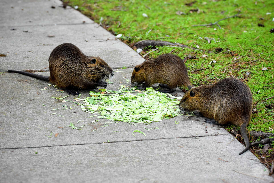 Invasive river rats emerge in more Houston suburbs