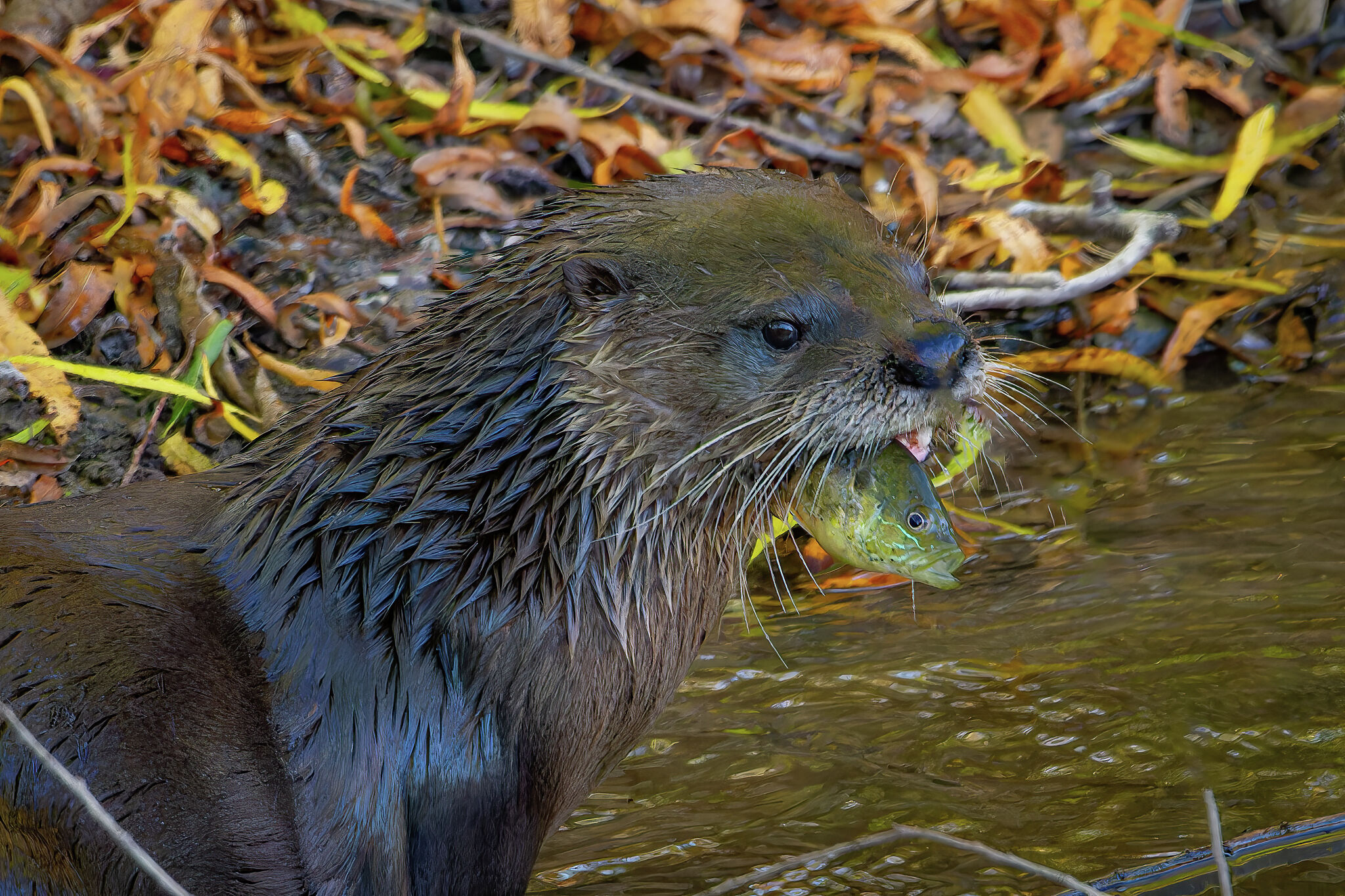 River otters come out to play in rare Texas sighting