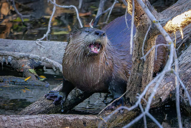 River otters come out to play in rare Texas sighting