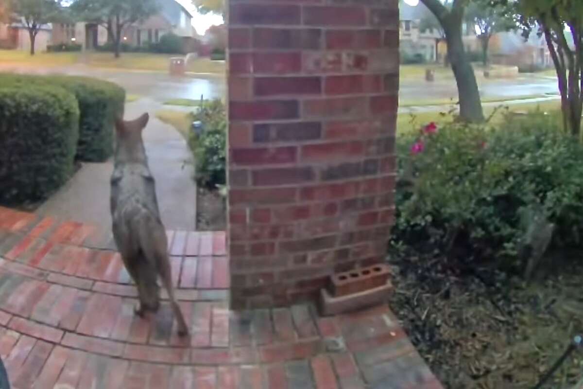 A coyote appears on Melissa Smith's porch while a bobcat lurks in the bushes nearby. 