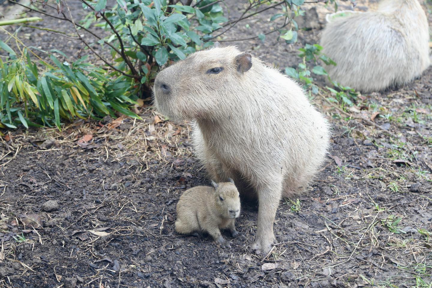 Baby Capybara Born At San Antonio Zoo For First Time In Decades