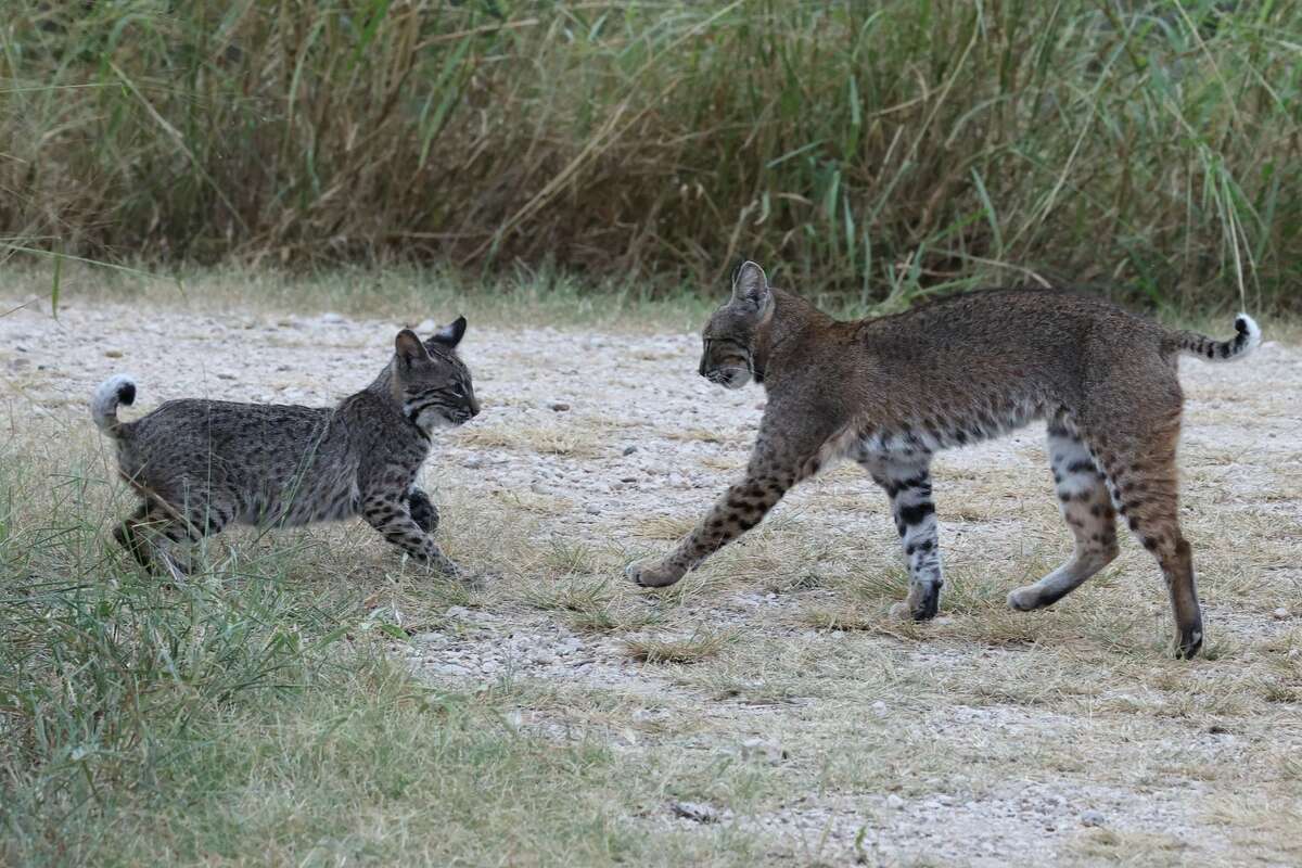 A mother bobcat and her kitten play at Estero Llano Grande State Park. 