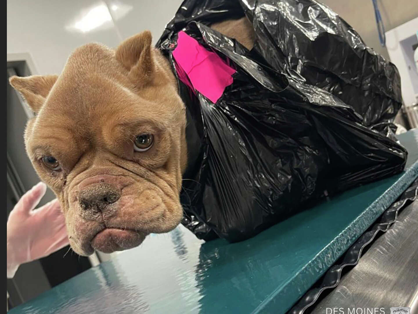 Police Search For Whoever Discarded An Emaciated Bulldog Inside A Trash ...