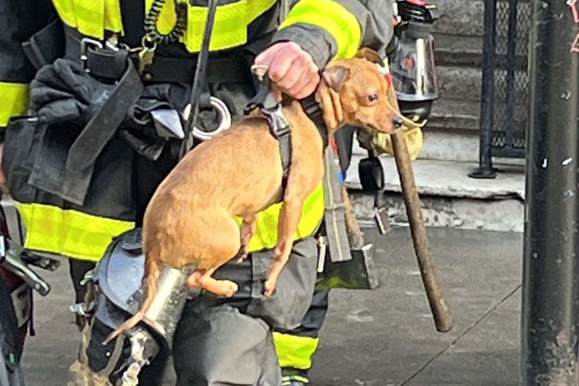 Two dogs rescued from San Francisco apartment fire