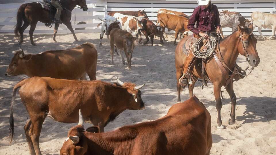 Cattle at George Ranch Historical Park.