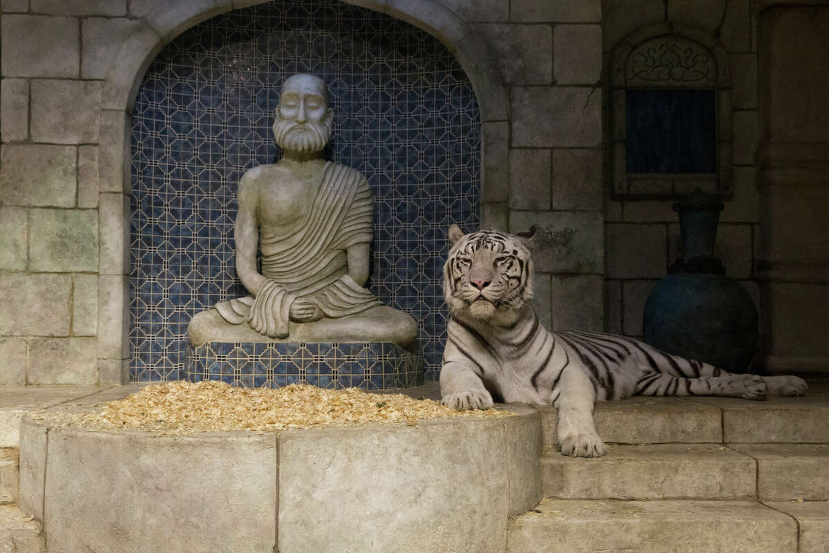 Reef, one of four Bengal tigers at Houston's Downtown Aquarium has died. 