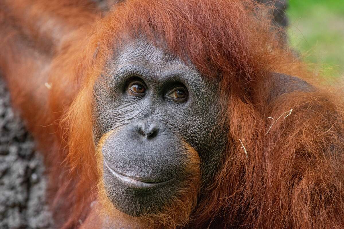 The Houston Zoo said staff had to euthanize Kelly on Monday morning after her condition worsened. 