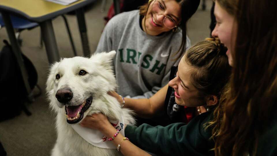 Student Mariana Platosh, 14, (second from right) embraces therapy dog Zay as her classmates Scarlett Simmons, 14, (right) and Bianca Rosenthal, 14, (left) look on at Sacred Heart Cathedral Prep during class in San Francisco on Thursday, Dec. 12, 2024. Therapy dogs were on campus to help students deal with stress -- a new trend in therapy dog world.