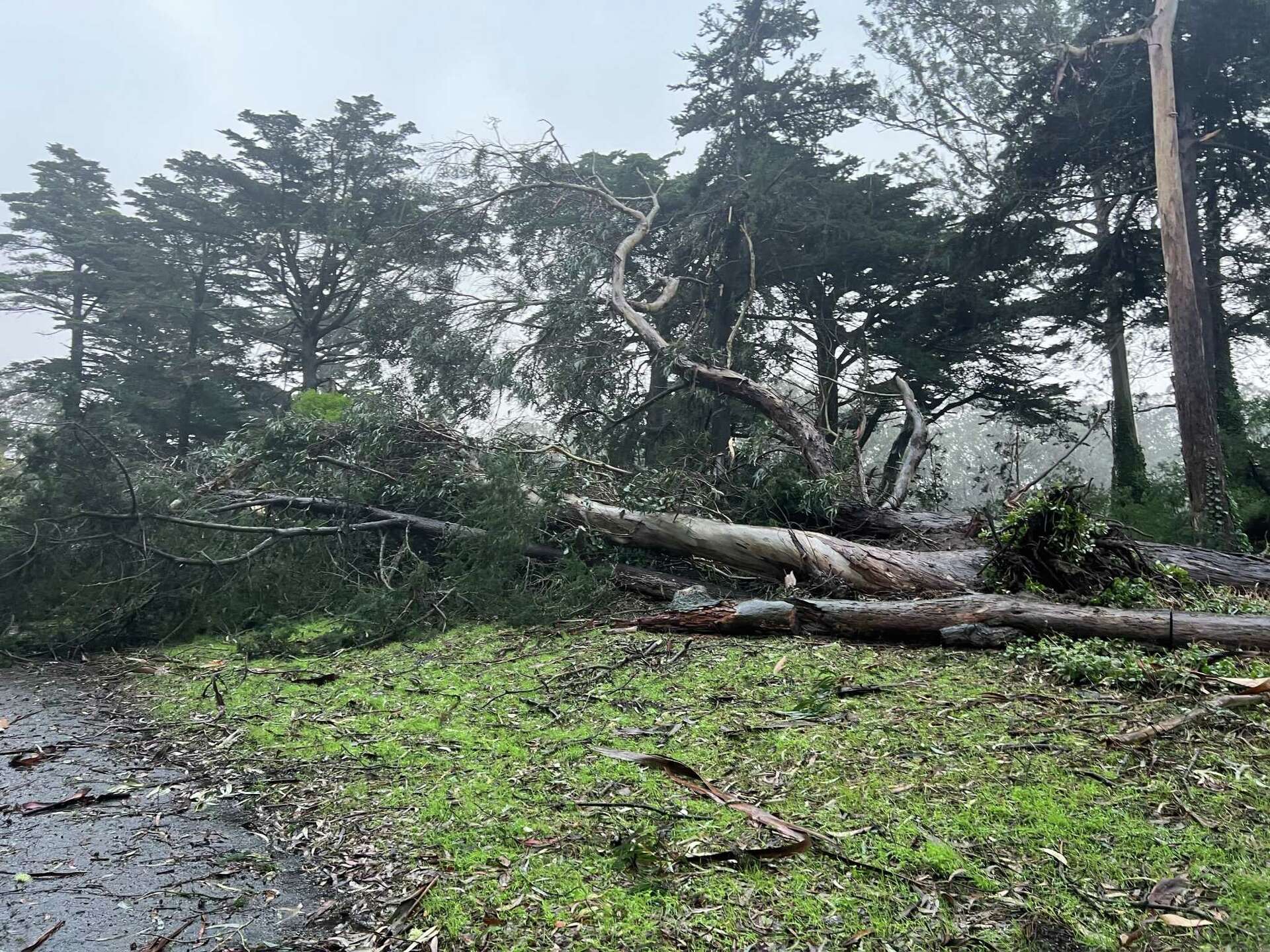 Storm toppled 98 trees across San Francisco parks, image size:1920x1440