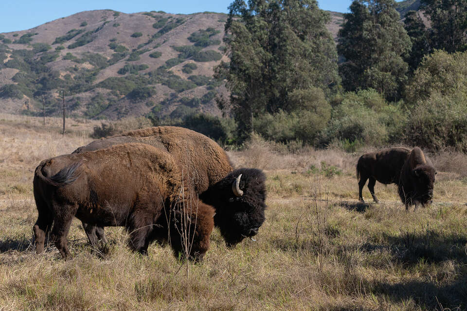 Bison Cal After a century, California's biggest invasive species is dying out