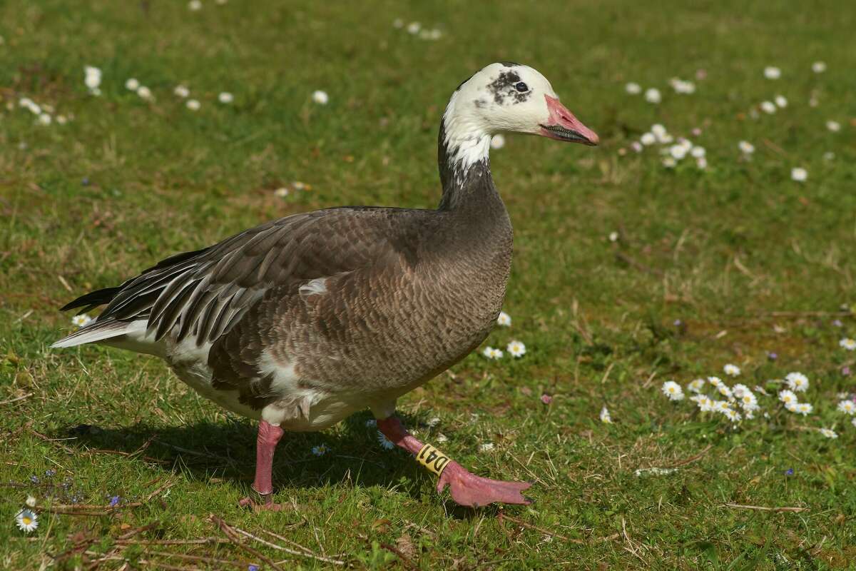 A migratory blue morph snow goose was confirmed to have Galveston County's first case of H5N1 avian flu, county health officials said earlier this week.