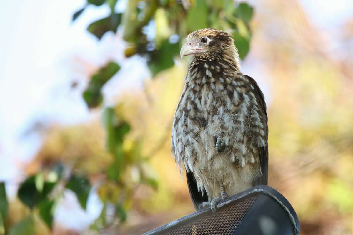 Jeff Sexton and other birders found a yellow-headed caracara on Galveston Island on Wednesday. 