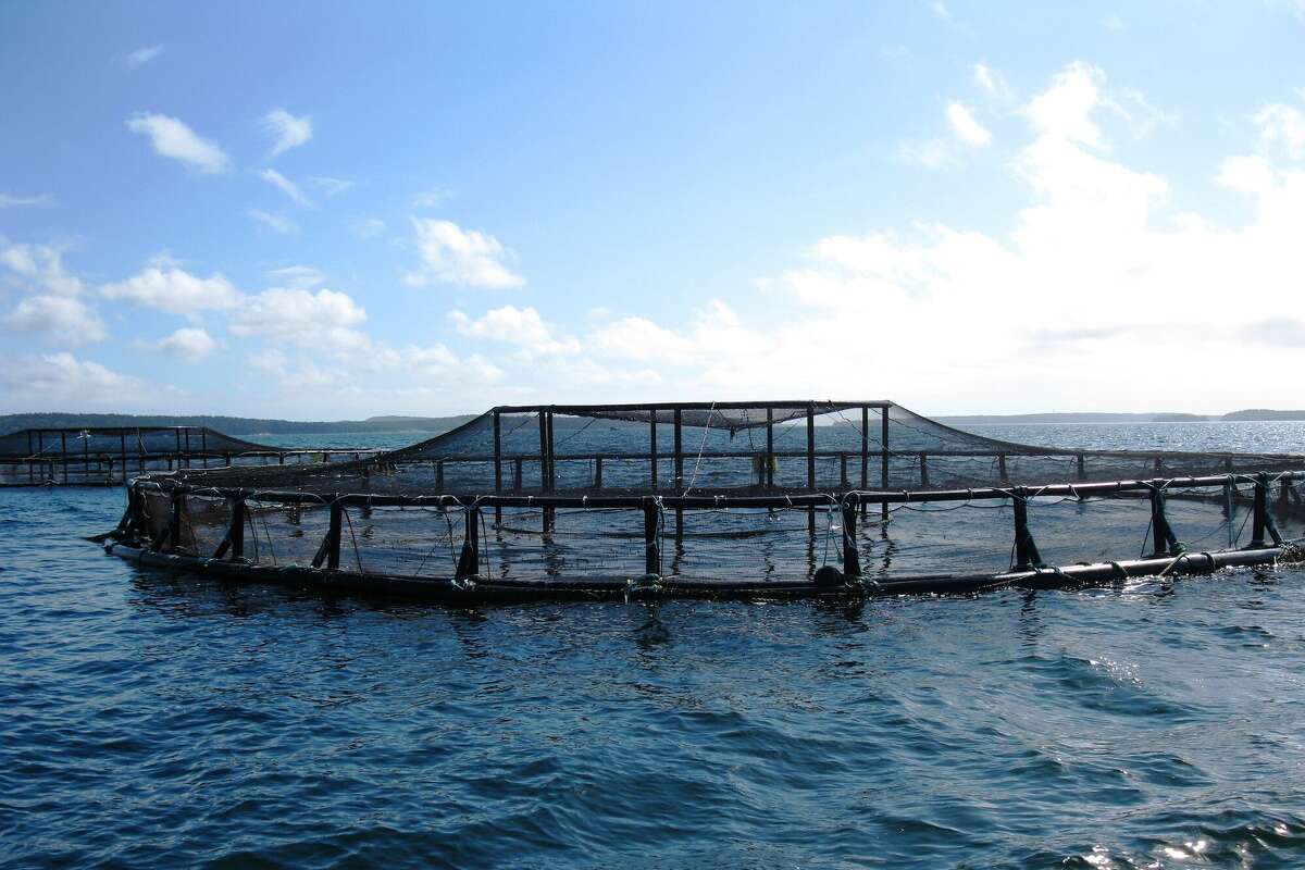 As seen off the coast of Maine, massive 'net pens' like this one could be coming to the Gulf of Mexico.