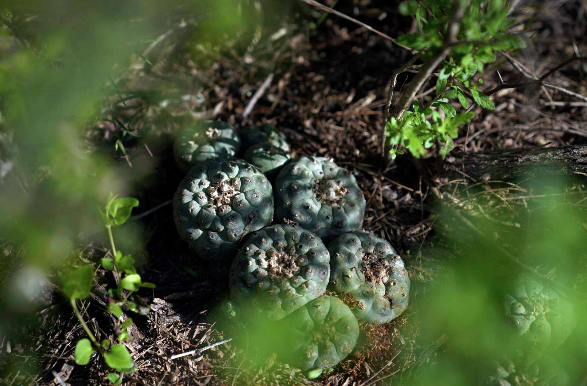 Peyote sacred to Native Americans threatened by psychedelic renaissance ...