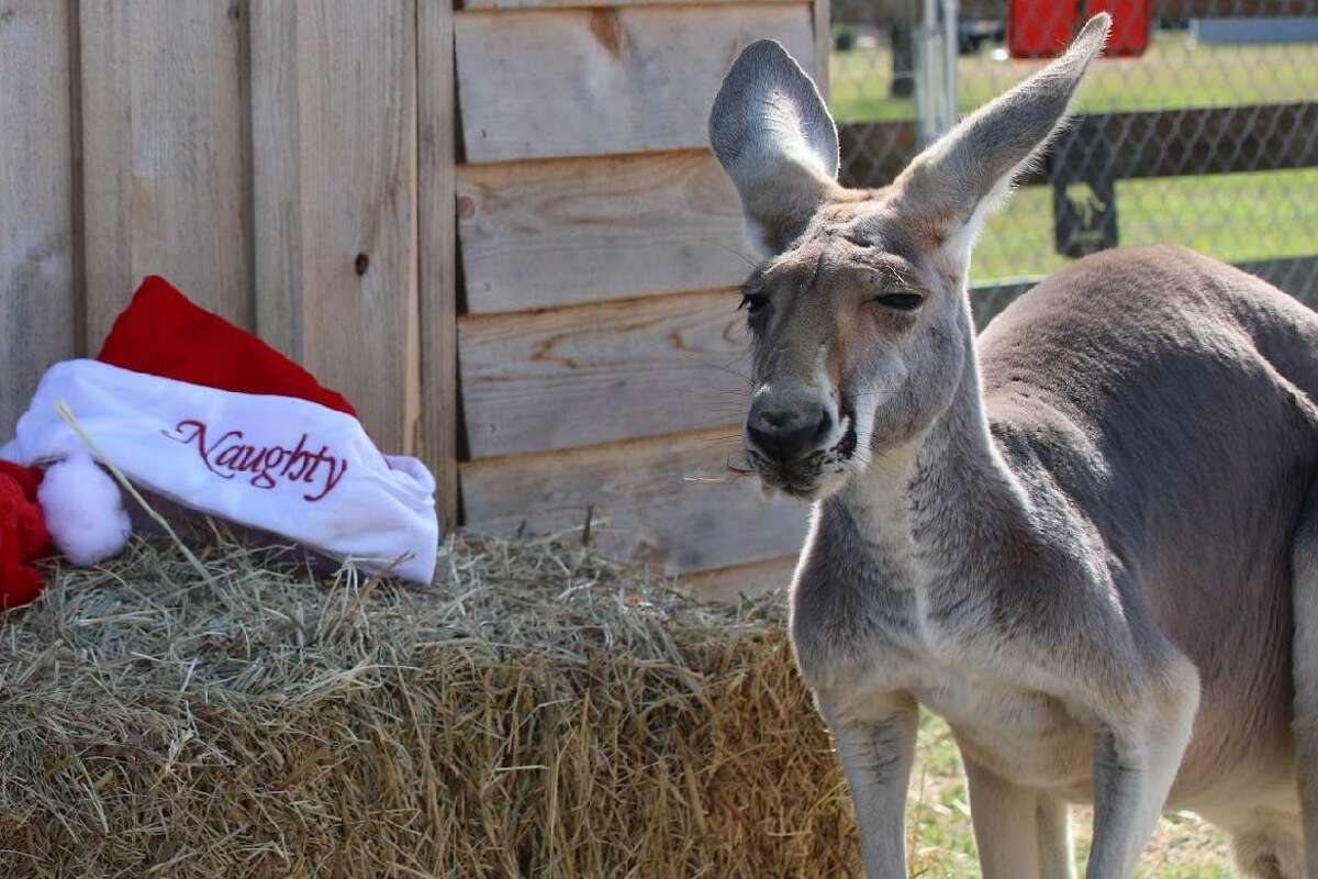 Rowdy, a 3-year-old red kangaroo, has been missing for more than a week after escaping from his enclosure at his Sealy home. 