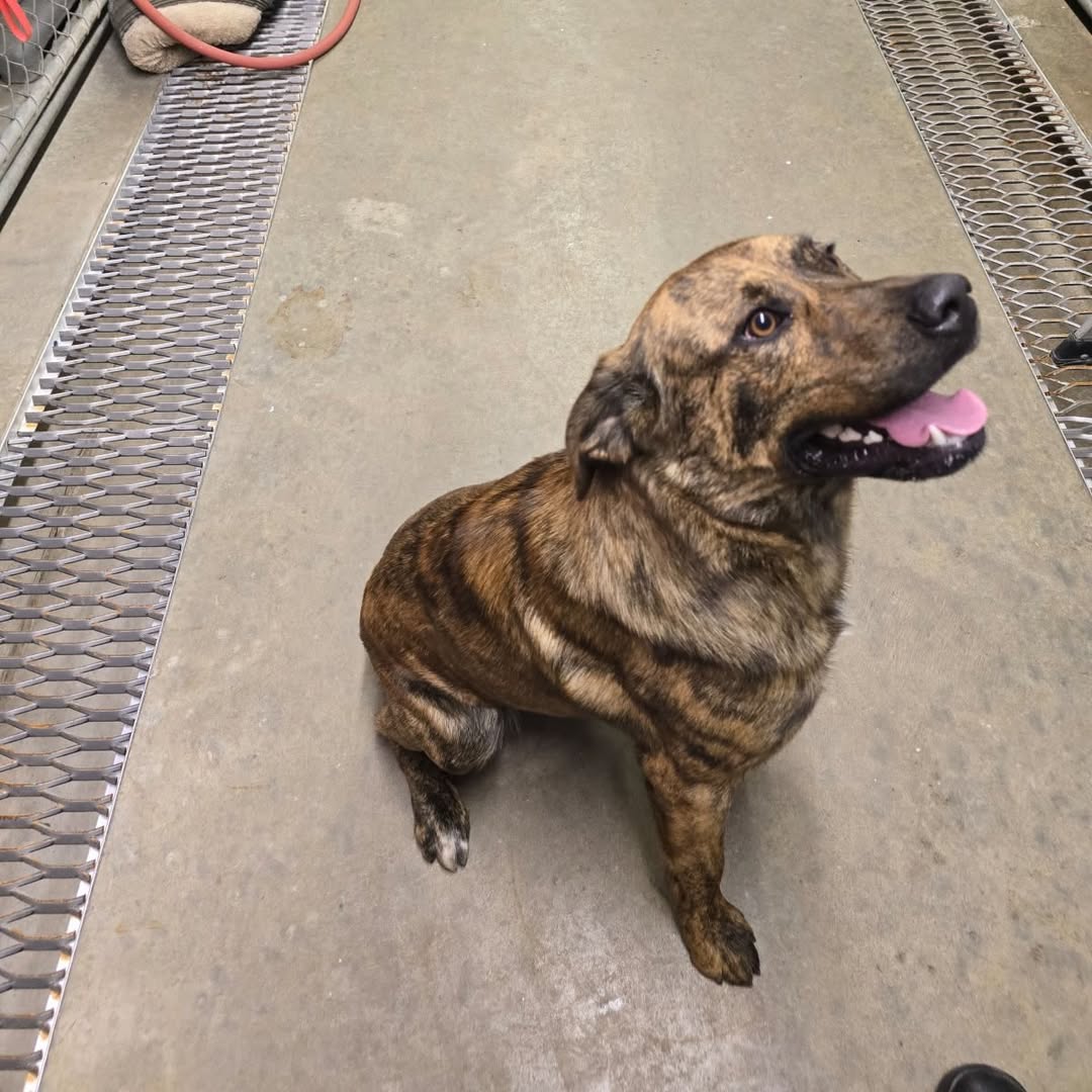 Police: Enfield man arrested after dog abandoned at Brainerd Park