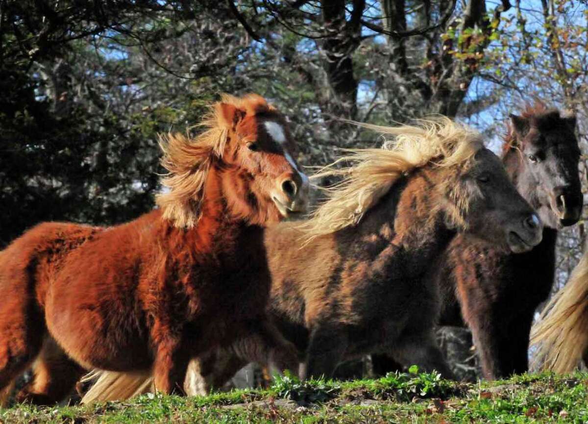 Rescued horses start to rebound