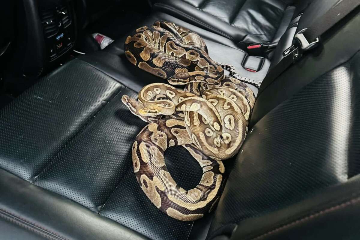 Harris County deputies uncovered three ball pythons in the backseat of a car during a recent traffic stop. 