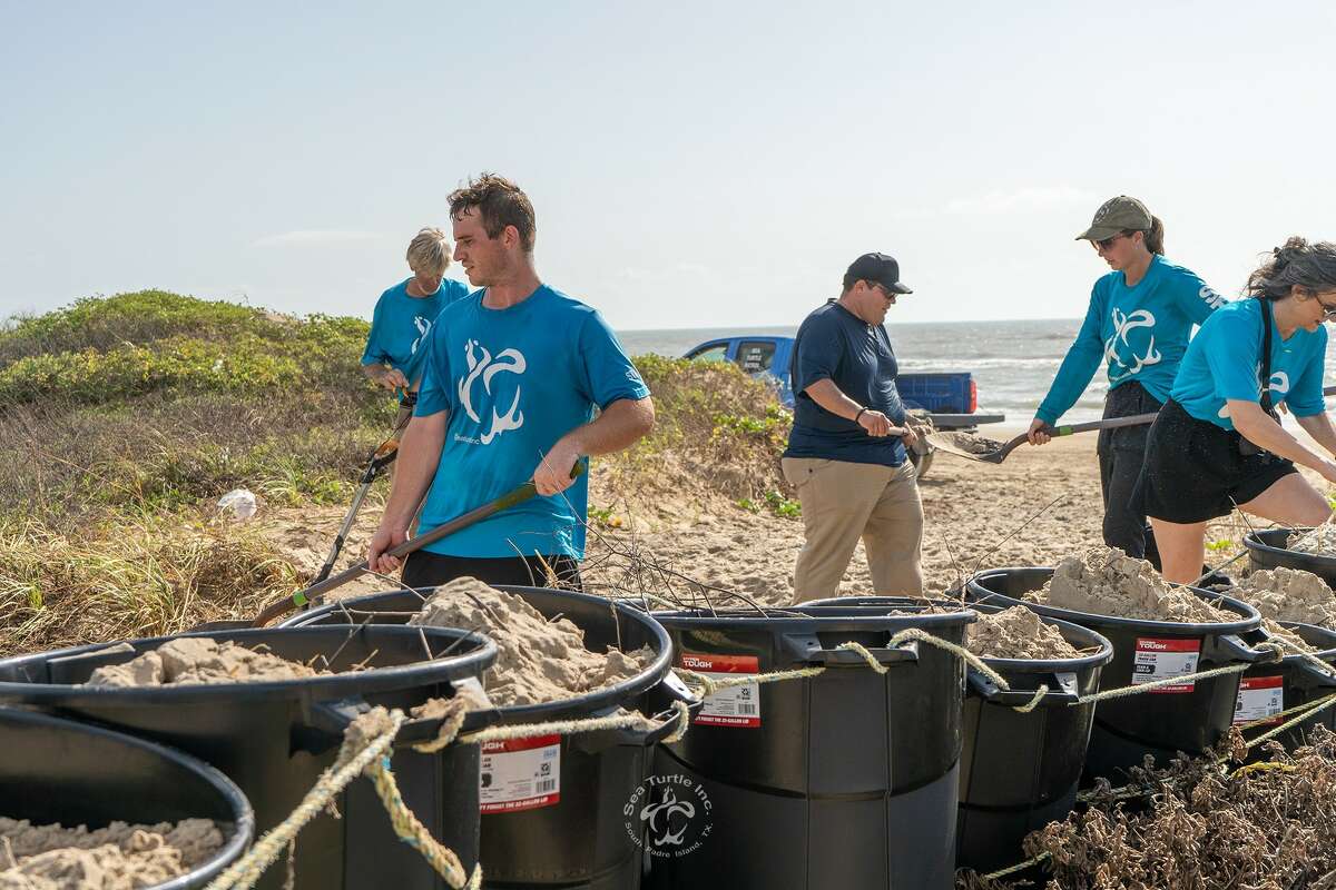 Sea Turtle, Inc. in South Padre is collecting used Christmas trees to restore sand dunes for sea turtles. 