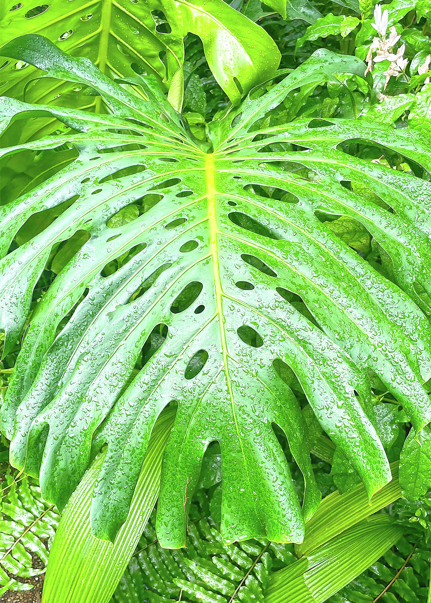 monstera hd Monstera Leaves Wall Mural | Tropical Leaf Wallpaper