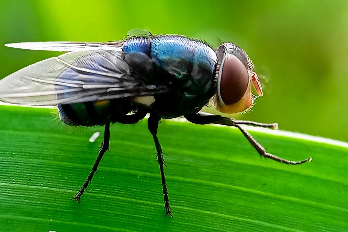 The New World screwworm fly is a species of parasitic fly that is well known for the way in which its larvae eat living tissue.