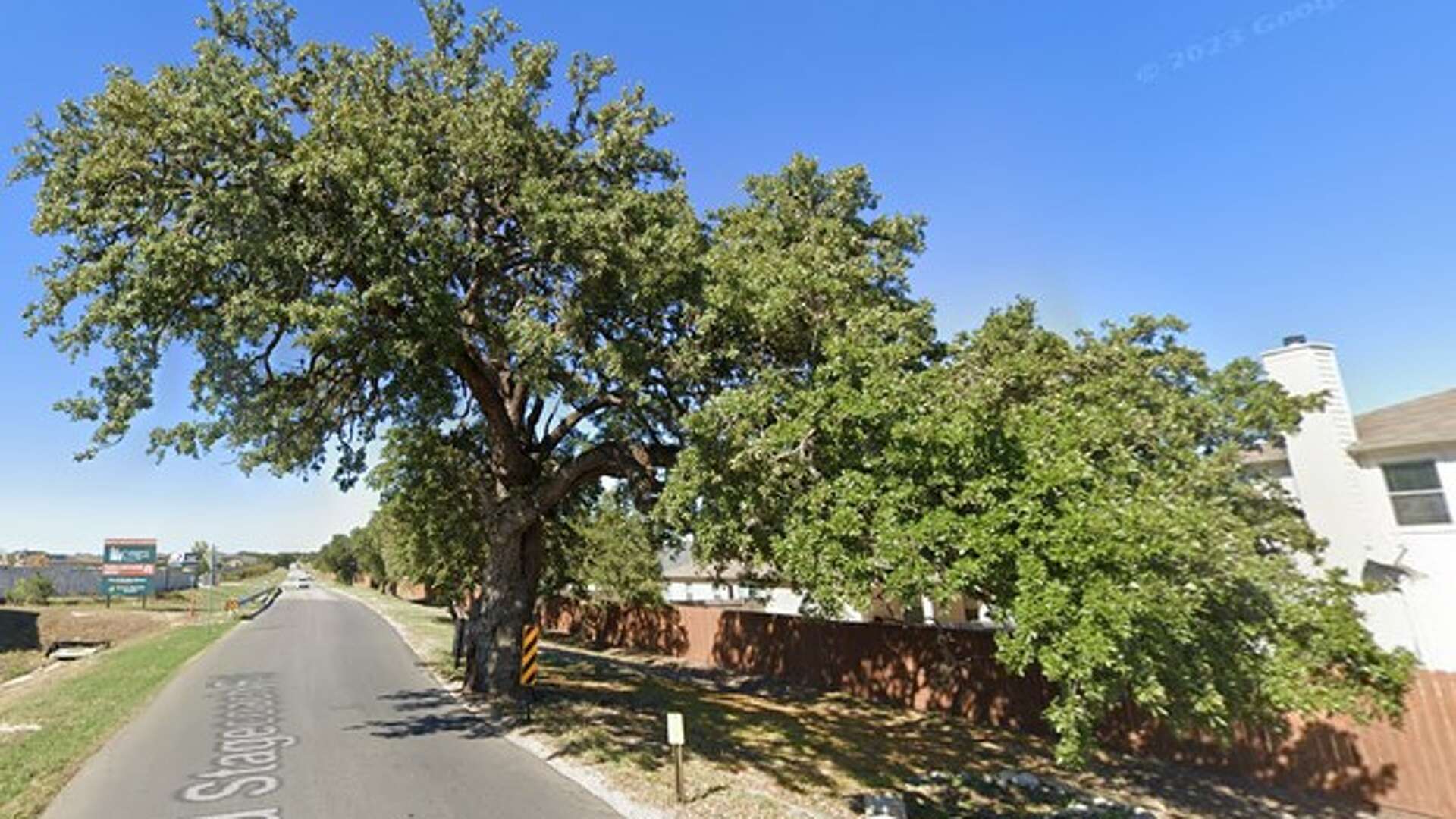400yearold Texas oak 'Jolene' to be moved in 1M project