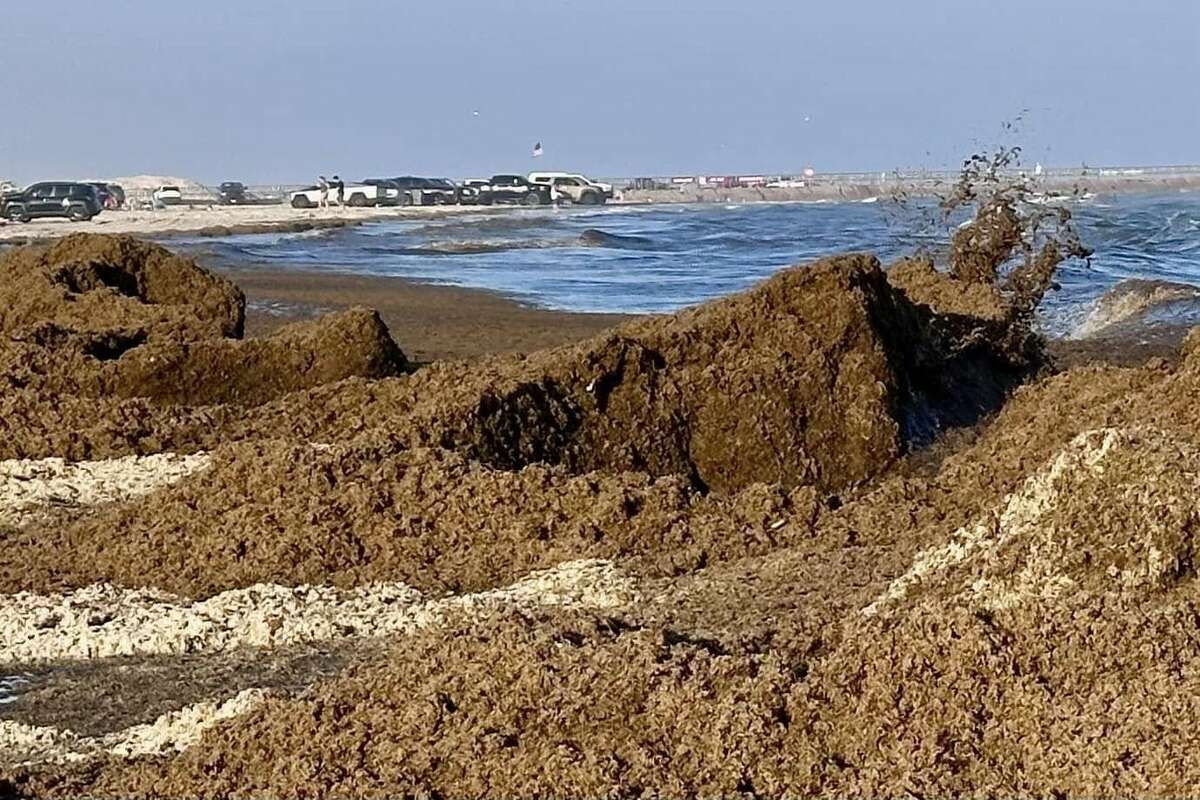 Tall piles of red algae interact with the waves in Corpus Christi. 