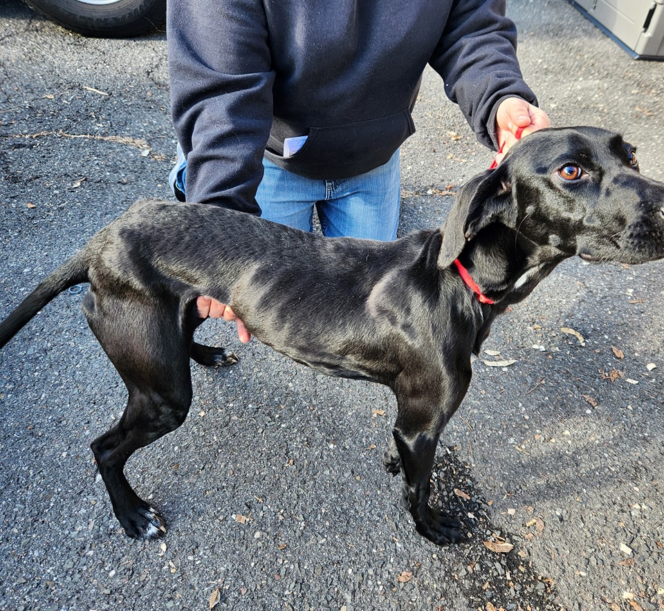 Naugatuck Animal Control looking for information on emaciated dog