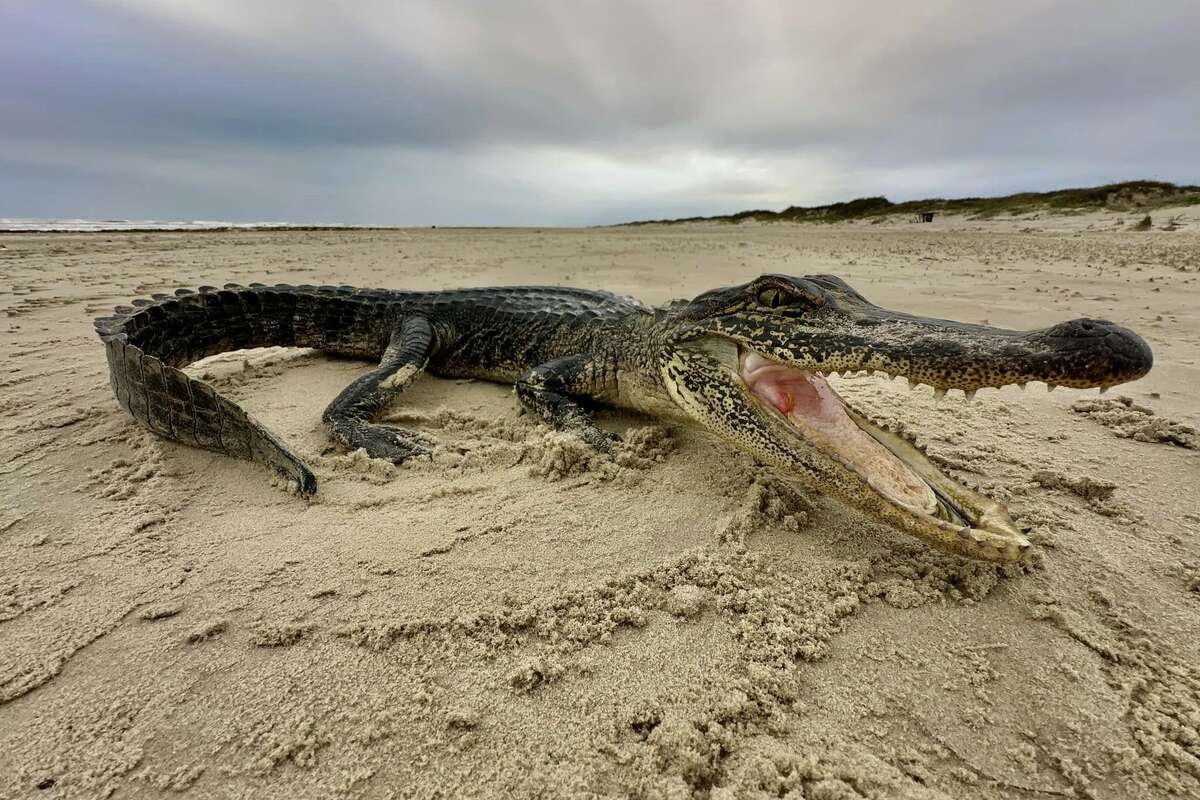 Researchers with the Harte Research Institute for Gulf of Mexico Studies found a tiny alligator on a beach near Port Aransas this week. 