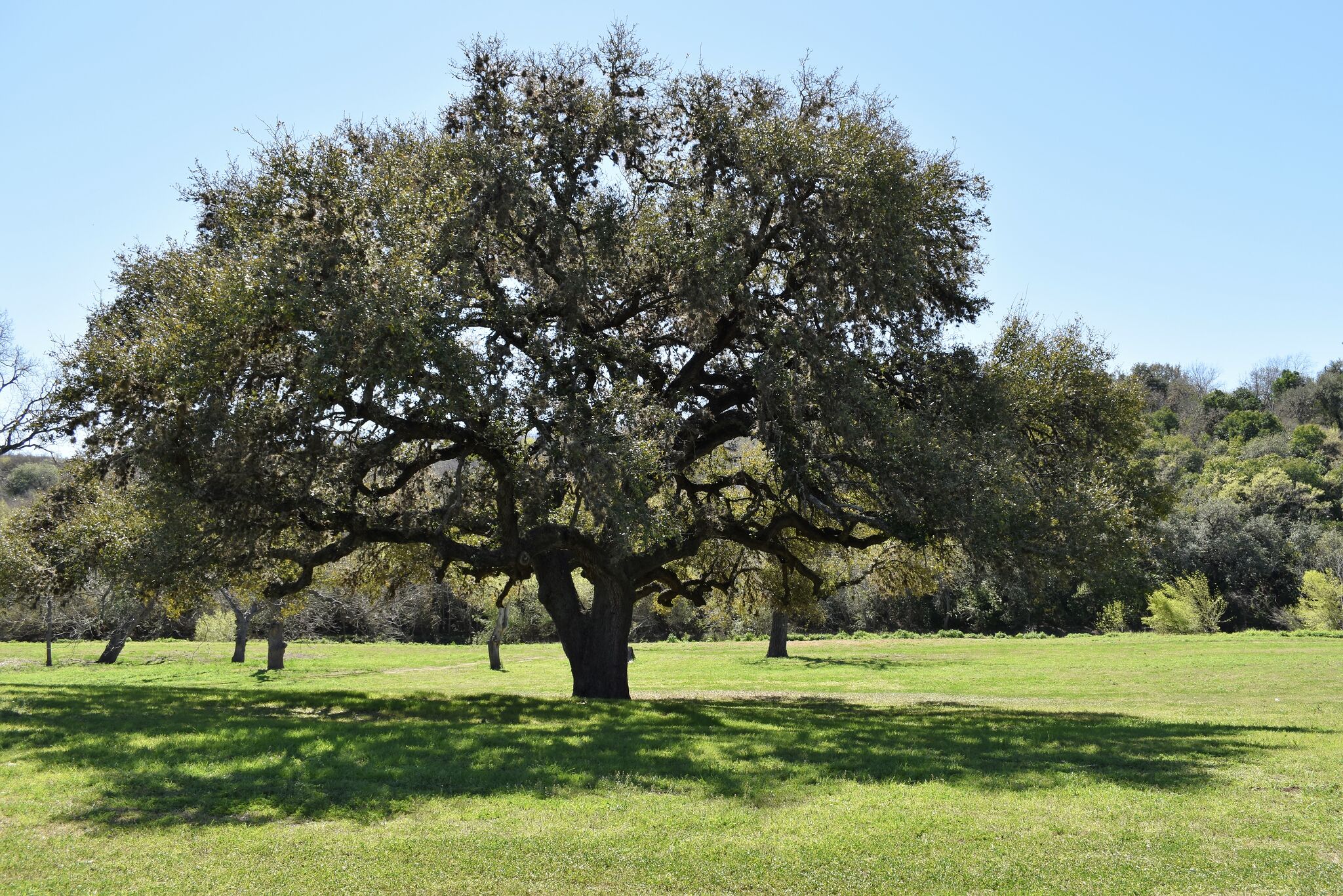 How to select, plant shade trees in San Antonio