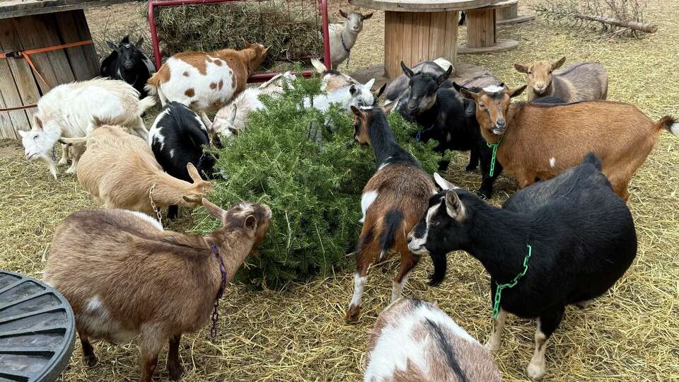 Goats much on a leftover Christmas tree at Double Trouble Acres farm in Dayville, Connecticut. 